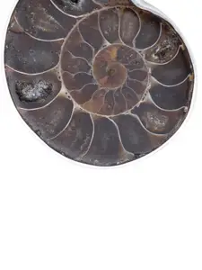 Exotic India Precious Sea Stone Sterling Silver Pendant