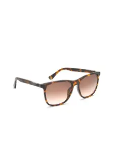 Police Men Brown Lens & Brown Square Sunglasses with Polarised Lens
