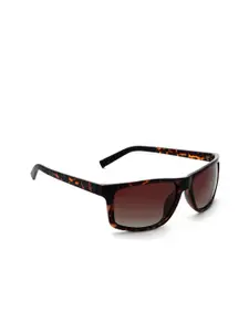 Nautica Men Brown Lens & Brown Rectangle Sunglasses with Polarised and UV Protected Lens