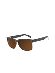 Chilli Beans Men Brown Lens & Black Rectangle Sunglasses with UV Protected Lens