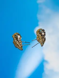 SALTY Gold-Plated Contemporary Stud Earrings