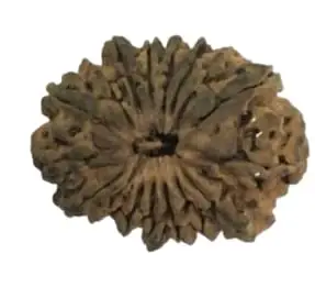 TRINETRA GEMS STONE Seventeen Face Rudraksha IGL Lab Certified Real सत्रह मुखी रुद्राक्ष Nepali Beads Superb Natural Satrah Mukhi Rudraksha For Make Pendant Mala 17 Mukhi Rudraksha For Men