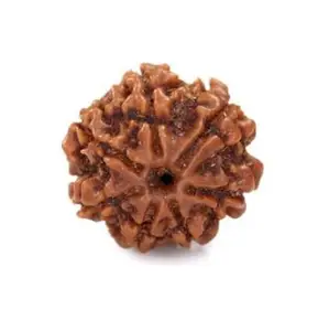 TRINETRA GEMS STONE Brown 7 Mukhi Rudraksha IGL Lab Certified Lord Laxmi Nepali Beads Real Seven Face Rudraksha Useful For Pendant Real Brown Sat Mukhi Rudraksha For Men Women