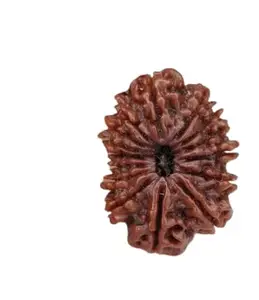 TRINETRA GEMS STONE Precious Satrah Mukhi Rudraksha Nepali Beads Superb 17 Mukhi Rudraksha IGL Lab Certified सत्रह मुखी रुद्राक्ष For Make Pendant Mala Real Seventeen Face Rudraksha