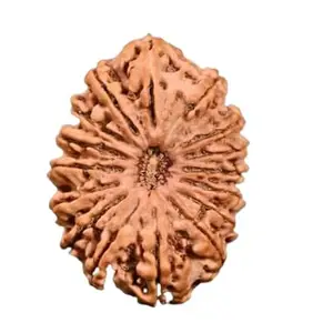 TRINETRA GEMS STONE Superb Natural 16 Mukhi Rudraksha From Nepal With Capping Genuine Solah Mukhi Rudraksha Wear With Silver Pendant Certified By Lab For Men And Women