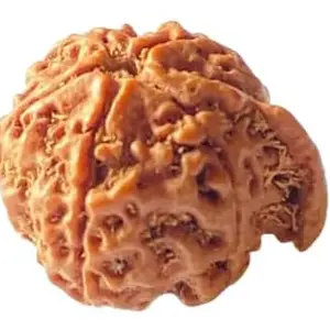 RudraGallery गणेश रुद्राक्ष Ganesh Mukhi Rudraksha With Cap Natural Ganesha Rudraksha Nepal 8 Mukhi Ganesh Rudraksh Original Certified For Men