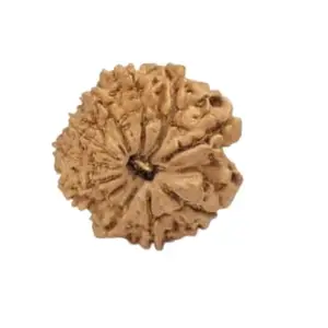 TRINETRA GEMS STONE Ten Face Rudraksha Natural From Nepal Superb Das Mukhi Rudraksha For Make Pendant दस मुखी रुद्राक्ष IGL Lab Certified 10 Mukhi Rudraksha For Men And Women Both