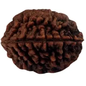 MAA SHAKTI GEMS Two Face Rudraksha For Make Pendant Mala 2 Mukhi Rudraksha Nepali Beads Superb Do Mukhi Rudraksha IGL Lab Certified Natural Brown दो मुखी रुद्राक्ष For Women