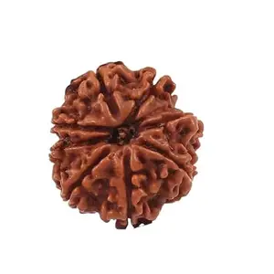 TRINETRA GEMS STONE Original Nau Mukhi Rudraksha IGL Lab Certified Nepali Beads Nine Mukhi Rudraksha For Make Pendant Real Brown नव मुखी रुद्राक्ष Turnk Beads 9 Mukhi Rudraksha For Men