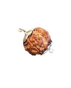 MahaYogi Jewels Natural 6 Mukhi 20.50 x 18.70 x 17.77 mm Rudraksh Pendant, Laboratory Certified with Xray, Nepal Origin, Brown, Certified Authentic