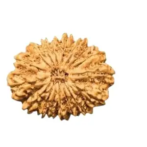 TRINETRA GEMS STONE Superb Natual Brown 19 Mukhi Rudraksha Nepali beads Original Nineteen Face Rudraksha For Make Mala Pendant Unnis Mukhi Rudraksha IGL Lab Certified For Men And Women Both