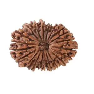 QGEM 20 Mukhi Rudraksha With Silver Capping 28mm 20 मुखी रुद्राक्ष नेपाल ओरिजिनल For Men & Women Bees Mukhii Rudrakshas Bracelet Locket Rudrakshaa Jaap Mala 20 Face Rudraksha बीस मुखी रुद्राक्ष By IRIS GEMS