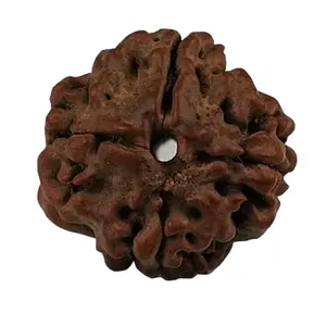 TRINETRA GEMS STONE Purest 4 Mukhi Rudraksha Holy Beads Superb Char Mukhi Rudraksha IGL Lab Certified Four Face Rudraksha From Nepal For Make Pendant Holy Beads For Men And Women