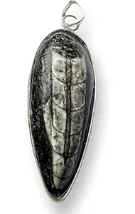 Generic Orthoceras Kuber Pendant Natura Pendant [AAA] Quality