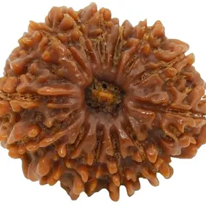 TRINETRA GEMS STONE Natural Thirteen Face Rudraksha From Nepal Real Brown Terah Mukhi Rudraksha IGL Lab Certified तेरह मुखी रुद्राक्ष For Make Pendant Mala 13 Mukhi Rudraksha For Men Women