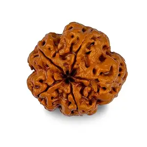 GEMSMANTRA 5 Mukhi Nepali Original rudraksha | Natural & Certified | Spiritual growth | Boost Self-Confidence | Unisex Both | Recommended by Astrologer Arun Pandit (Without Silver Pendent)