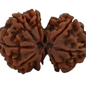 TRINETRA GEMS STONE Purest Gori Shankar Rudraksha IGL Lab Certified Natural Shiv Shakti Rudraksha For Make Pendant Gauri Shankar Rudraksha Nepali Beads Original गौरी शंकर रुद्राक्ष For Men Women