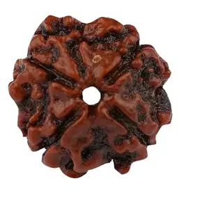 TRINETRA GEMS STONE Char Mukhi Rudraksha For Make Pendant Mala 4 Mukhi Rudraksha IGL Lab Certified Superb Brown 4 मुखी रुद्राक्ष Premium Round Four Face Rudraksha For Men Women