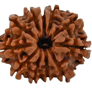TRINETRA GEMS STONE 11 Mukhi Rudraksha Natural Nepali Beads ग्यारह मुखी रूद्राक्ष IGL Lab Certified Superb Brown Eleven Face Rudraksha For Make Mala Pendant Gyarah Mukhi Rudraksha For Men Women