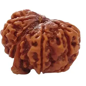 TRINETRA GEMS STONE Ganesha Rudraksha For Make Pendant Real Round गणेश मुखी रूद्राक्ष Genuine Ganesha Rudraksha IGL Lab Certified Superb Nepali Beads Ganpati Rudraksha For Men Women