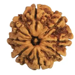 TRINETRA GEMS STONE 8 Mukhi Rudraksha For Make Pendant Genuine आठ मुखी रुद्राक्ष Nepali Beads Real Eight Face Rudraksha For Make pendant Mala Premium Aath Mukhi Rudraksha For Men