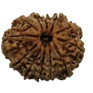 Premium Bead Nepali Barah Mukhi Rudraksha Original Certified Pendant Silver Capping Twelve Mukhi 12 Faced Beads with Thread by SRT Rudra