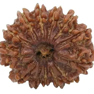 TRINETRA GEMS STONE तेरह मुखी रुद्राक्ष For Make Pendant Mala Superb 13 Mukhi Rudraksha Nepali Beads Original Terah Mukhi Rudraksha IGL Lab Certified Premium Thirteen Face Rudraksha For Women